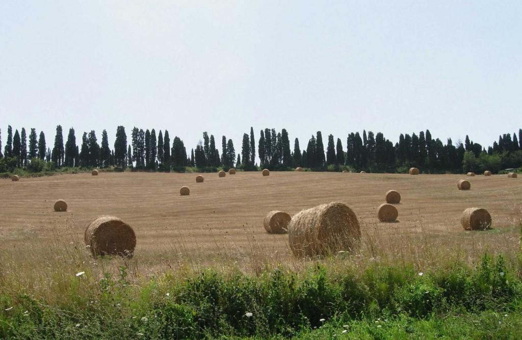 Tuscany Wine and Oil Tour